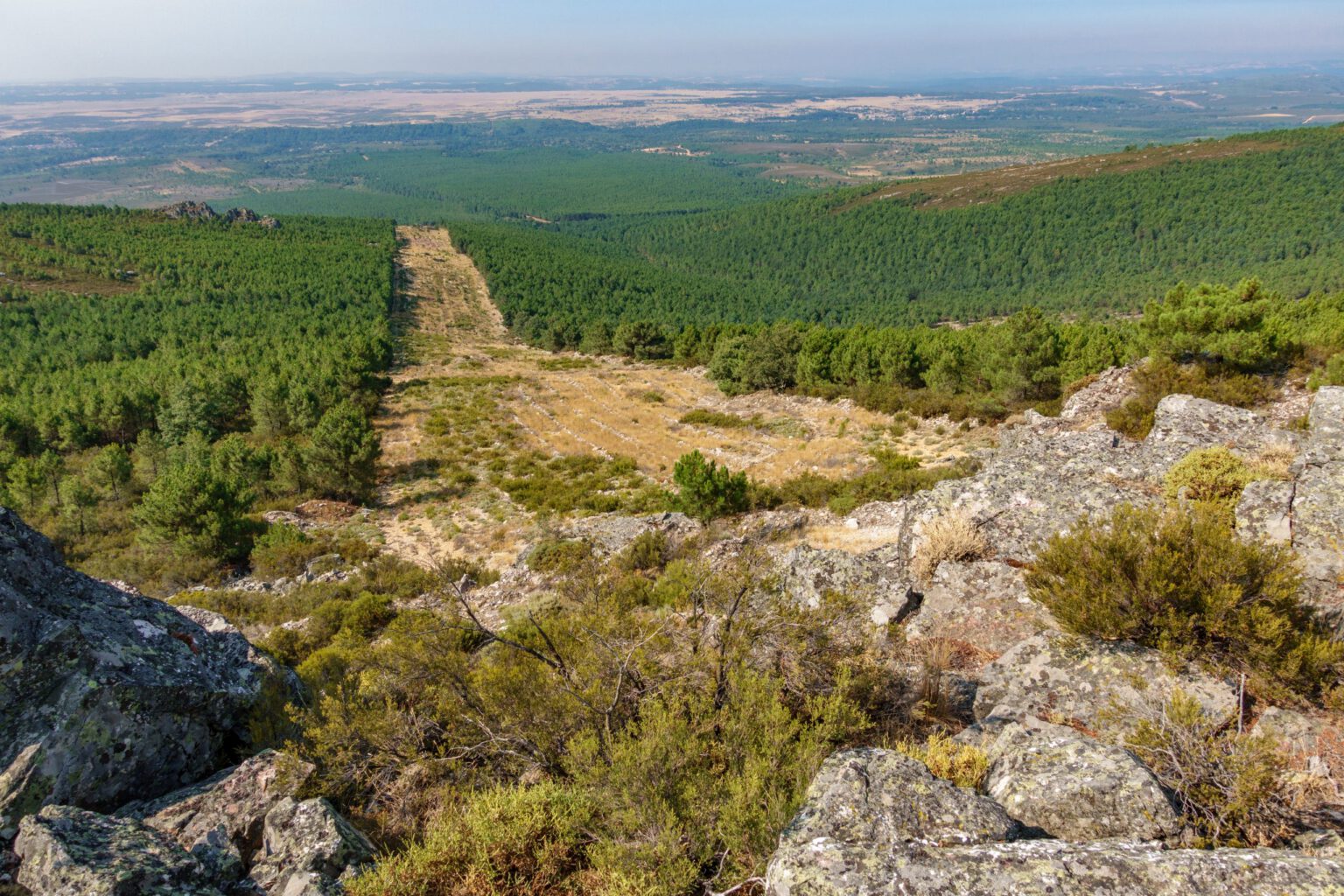 Huge firebreak and pine tree forest
