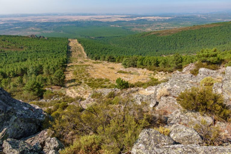 Huge firebreak and pine tree forest
