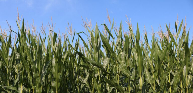 fields-2674220_1920