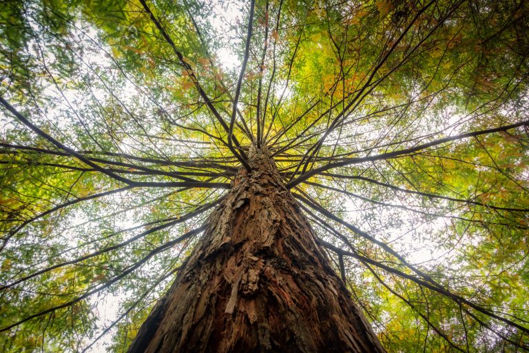 low-angle-view-tree-covered-green-leaves-sunlight-daytime (1)
